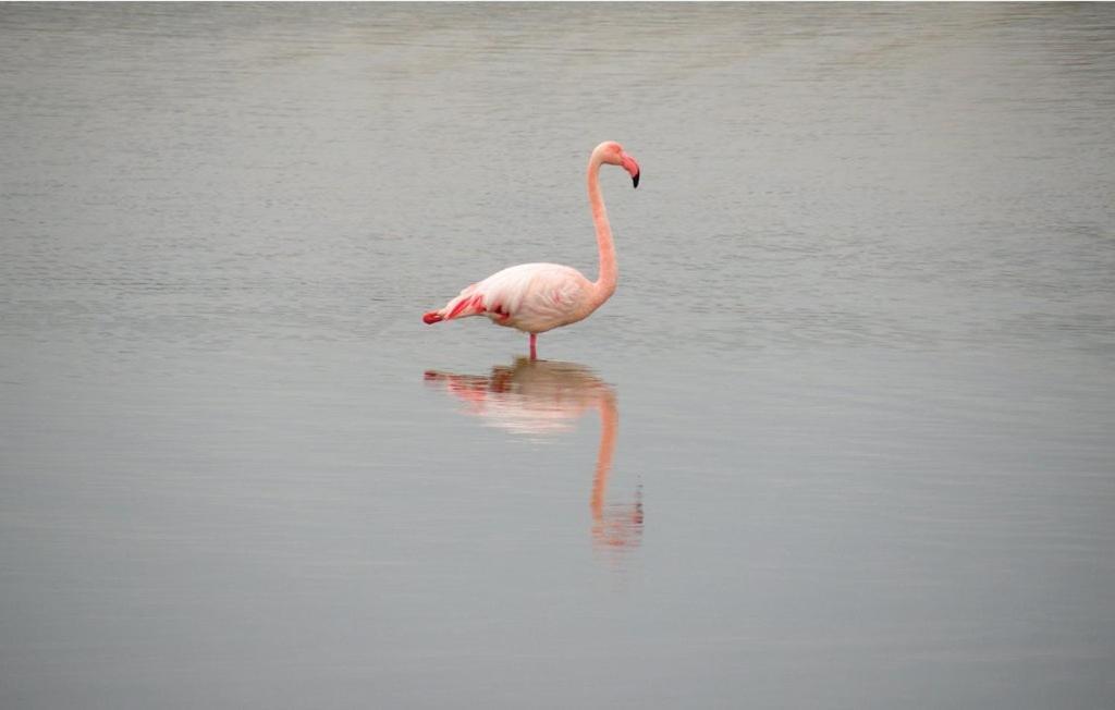 Vacances En Camargue Proche De La Mer Climatise エーグ・モルト エクステリア 写真